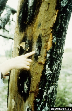 Butternut canker